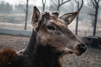 Close-up of a looking away