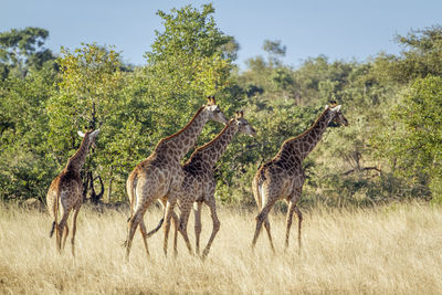 Zebras in a field