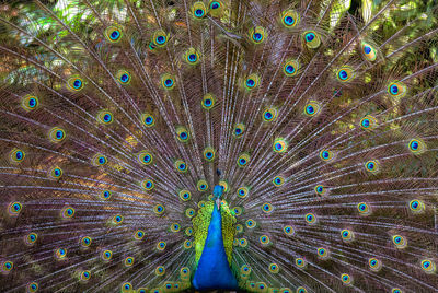 peacock