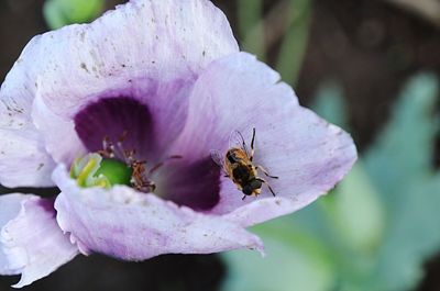 Close-up of bee on flower