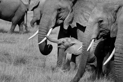 Elephants on grassy field