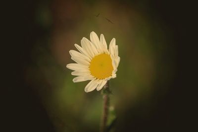Close-up of yellow cosmos flower blooming outdoors