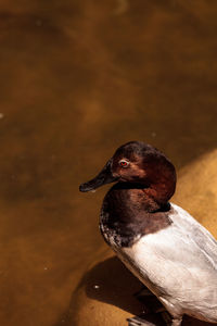 Close-up of bird in water