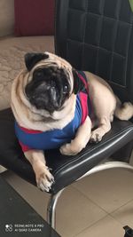 High angle view of dog sitting on floor