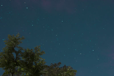 Low angle view of trees against sky at night