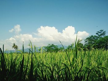 Scenic view of field against cloudy sky