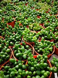 Close-up of fresh green plants