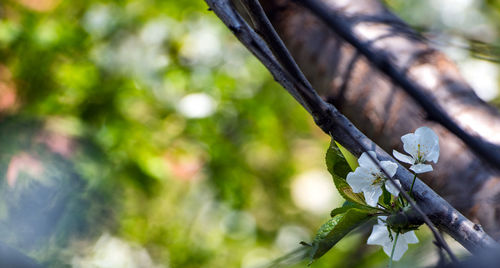 Close-up of flowering plant