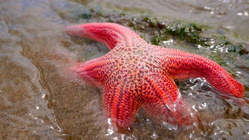 Close-up of fish in sea