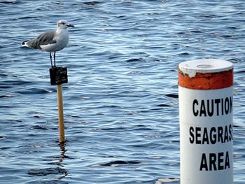 Seagull on wooden post in sea