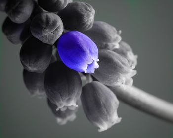 Close-up of purple flowers against sky