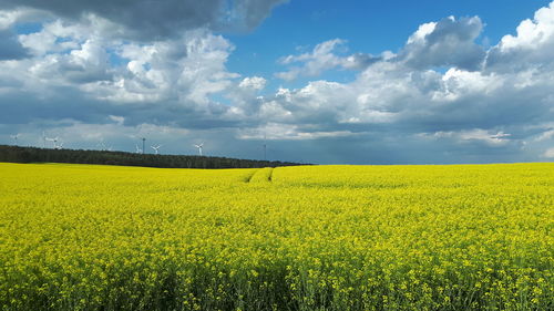 Scenic view of oilseed rape field against sky