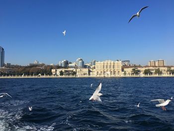 Seagulls flying over sea