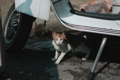 Portrait of cat on a car