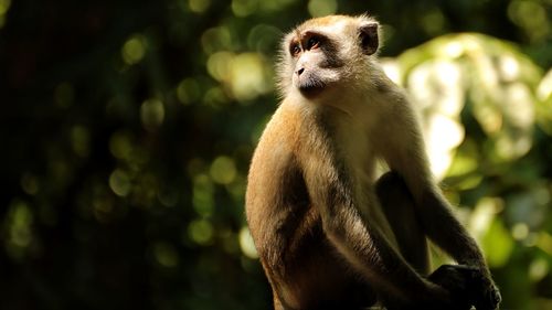 Long-tail macaque sitting in the sun in the forest, looking back