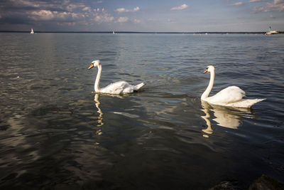 Swans swimming in lake against sky