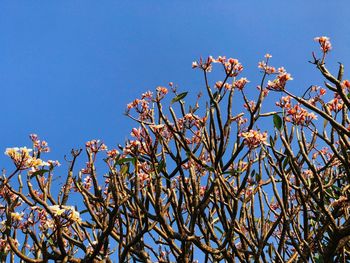 Low angle view of tree against clear sky