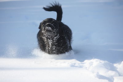 View of an animal in winter