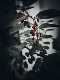 Close-up of decoration hanging on plant