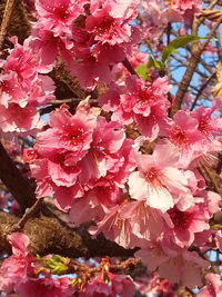 Low angle view of pink flowers blooming on tree