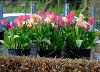 Close-up of multi colored tulips in flower pot