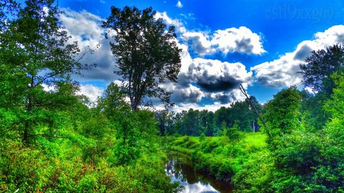 Trees on landscape against cloudy sky