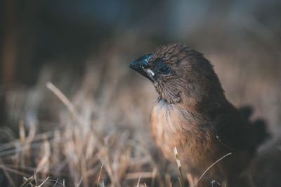 Close-up of a bird looking away