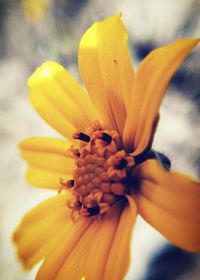 Close-up of yellow flower