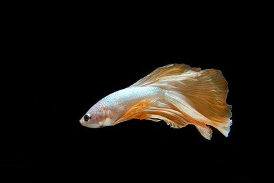 Close-up of fish swimming against black background