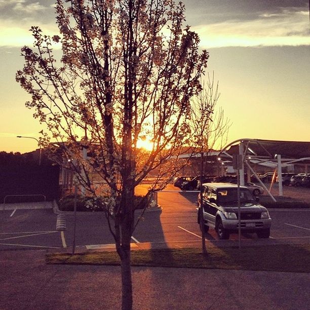 sunset, sky, sun, tree, orange color, bare tree, building exterior, silhouette, built structure, transportation, architecture, car, mode of transport, sunlight, cloud - sky, land vehicle, nature, branch, beauty in nature, no people