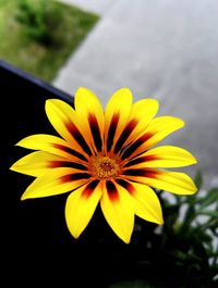 Close-up of yellow flower