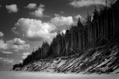 Panoramic shot of trees growing on field against sky