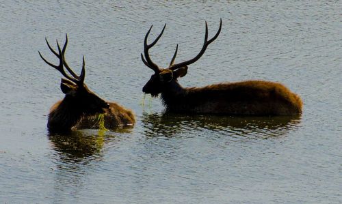 Deers in water