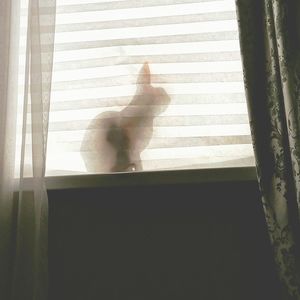 Cat seen through window