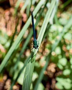 Close-up of insect on plant