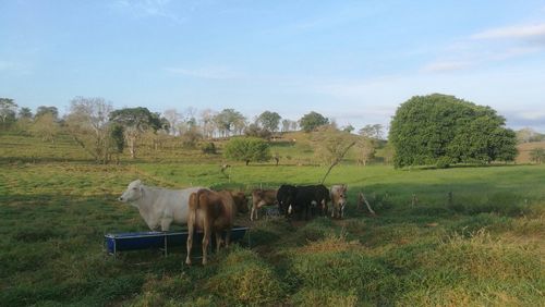 Horses grazing in a field