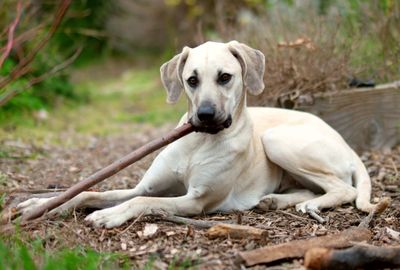 Portrait of dog sitting on land