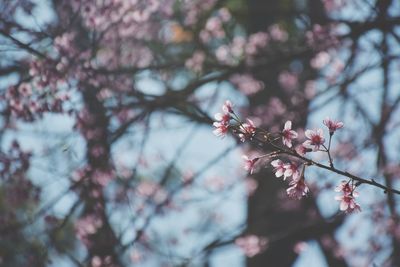 Close-up of cherry blossom tree