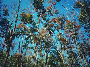 Low angle view of trees against sky