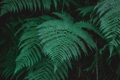 Close-up of fern leaves