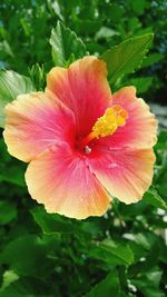 Close-up of pink flower blooming outdoors