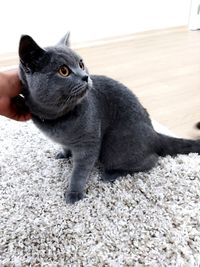 Cat relaxing on rug