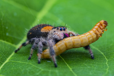 Close-up of spider and insect on leaf