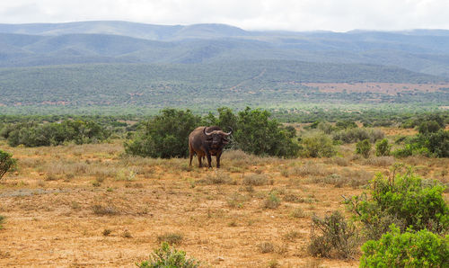 Cape buffalo in the nature reserve in the national park south africa