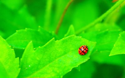 Close-up of ladybug on leaf