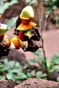 Close-up of yellow flower