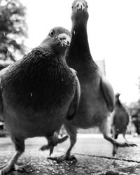 Close-up of birds on field