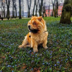 Dog looking away on field