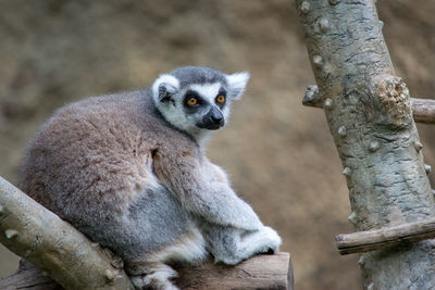 Portrait of monkey sitting on tree