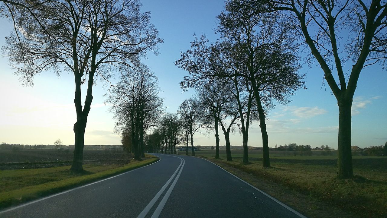 road, tree, the way forward, sky, transportation, no people, asphalt, outdoors, nature, day, clear sky, growth, tranquility, scenics, landscape, beauty in nature